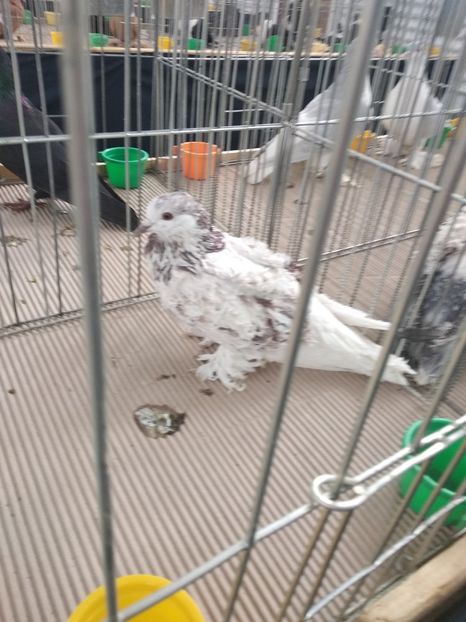  - Porumbei expozitie