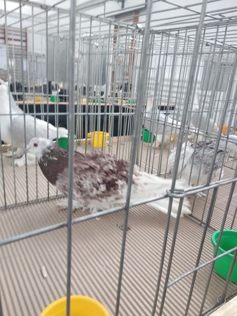  - Porumbei expozitie