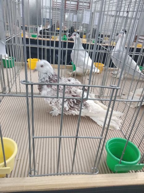  - Porumbei expozitie