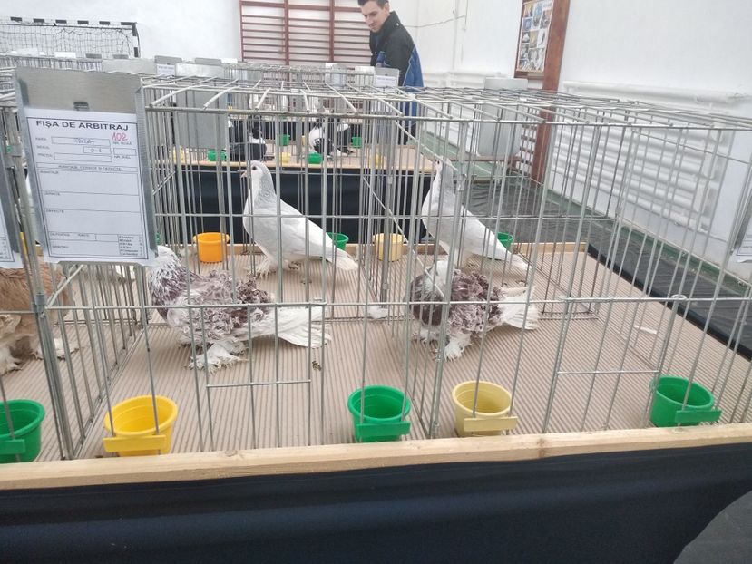  - Porumbei expozitie