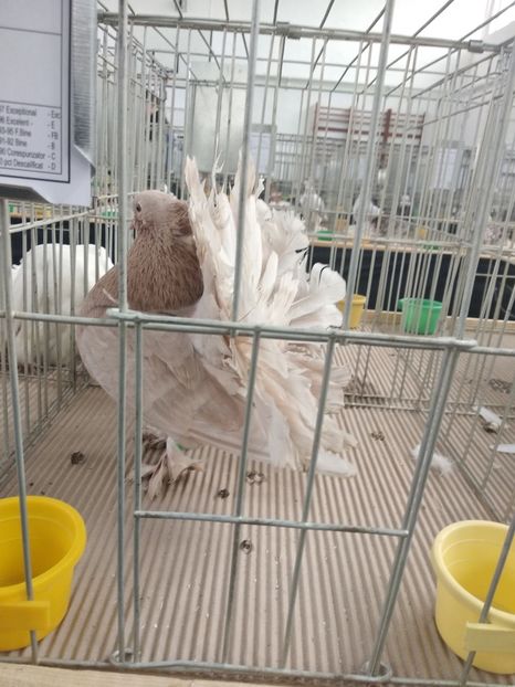  - Porumbei expozitie