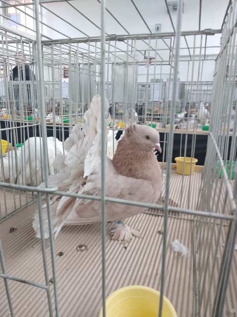  - Porumbei expozitie