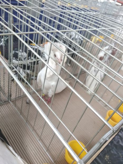  - Porumbei expozitie