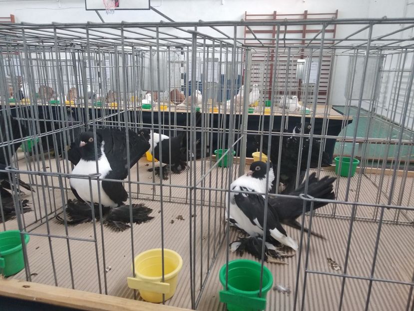  - Porumbei expozitie