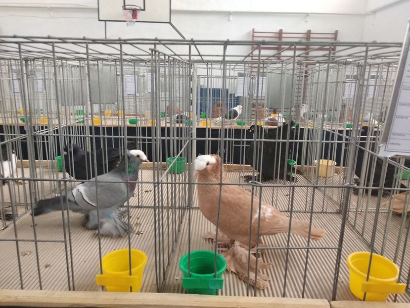  - Porumbei expozitie