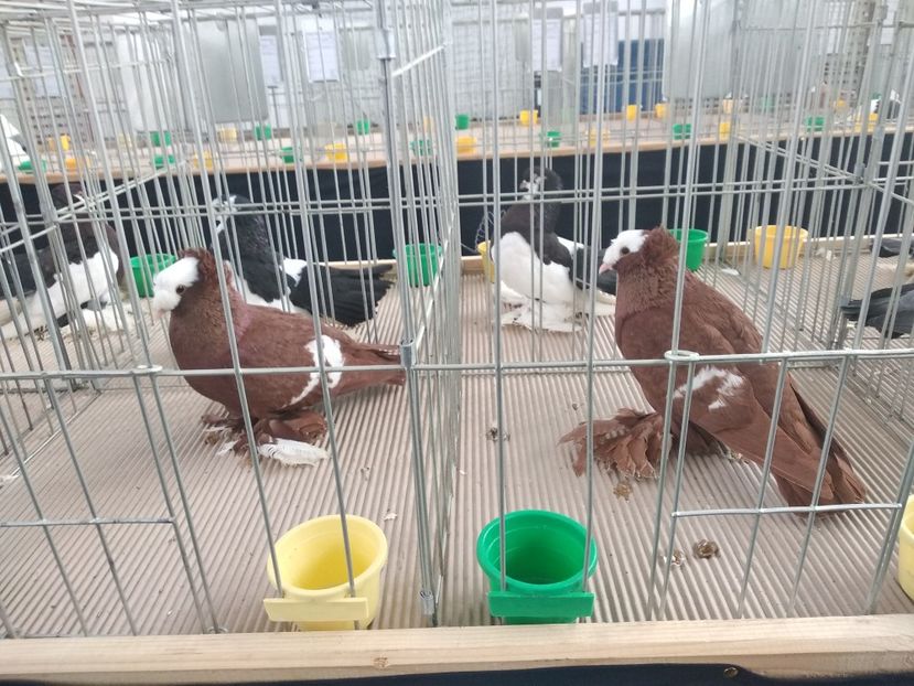  - Porumbei expozitie