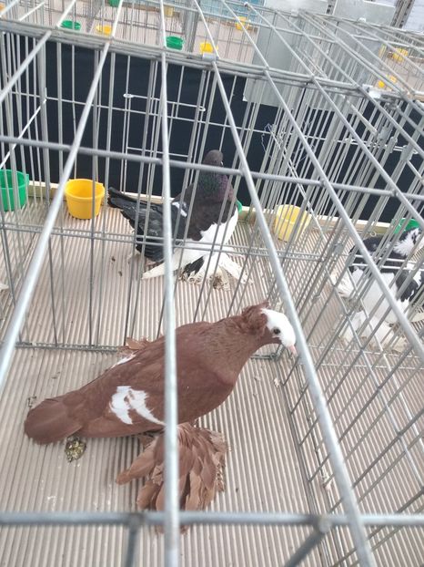  - Porumbei expozitie