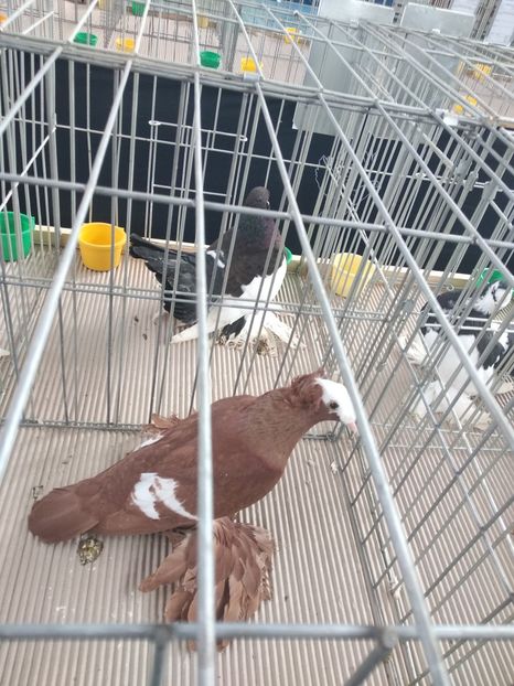  - Porumbei expozitie