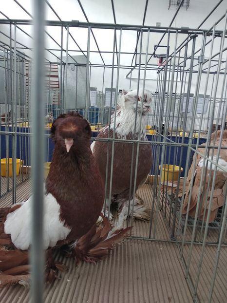  - Porumbei expozitie