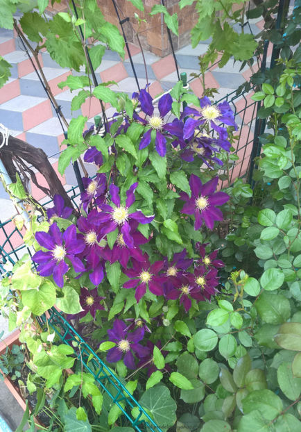 valynedelcu@yahoo.com Clematis 0013 - Clematis Julka