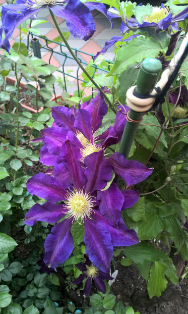 valynedelcu@yahoo.com Clematis 0014 - Clematis Julka