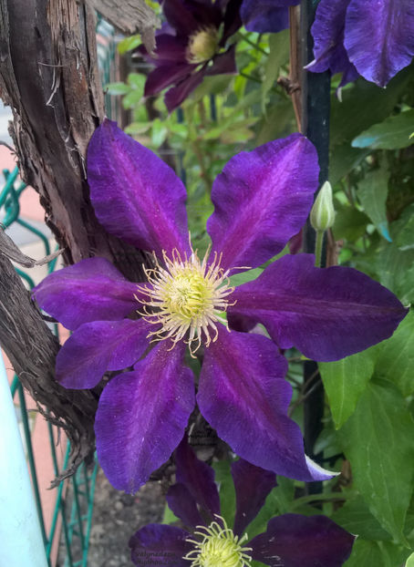 valynedelcu@yahoo.com Clematis 0015 - Clematis Julka