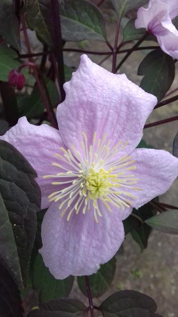  - Clematis Montana Mayleen