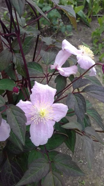  - Clematis Montana Mayleen