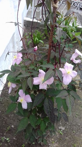  - Clematis Montana Mayleen