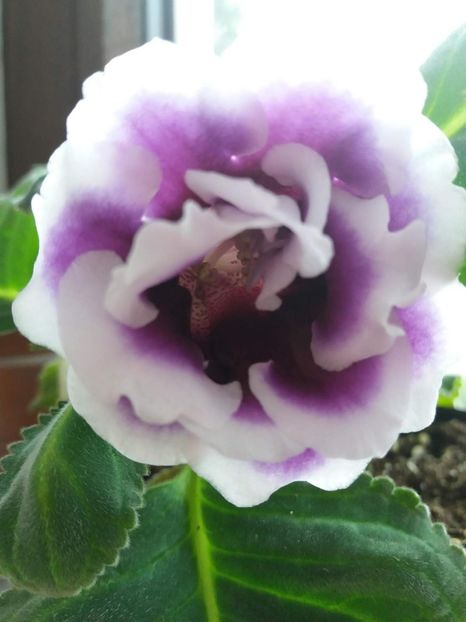 1 - gloxinia 2019