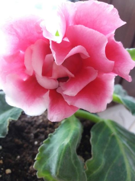 3 - gloxinia 2019