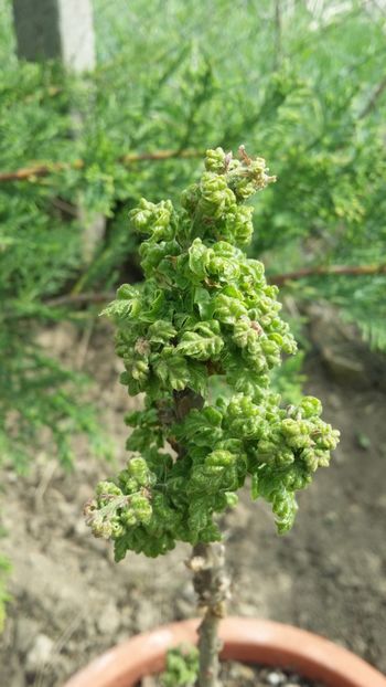  - curtea cu toate cele 2019