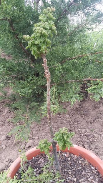  - curtea cu toate cele 2019