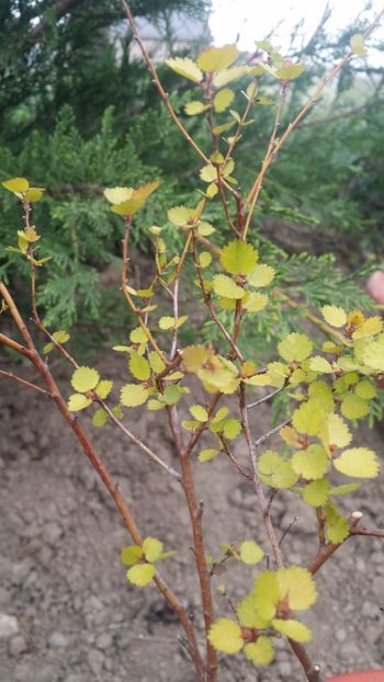  - curtea cu toate cele 2019