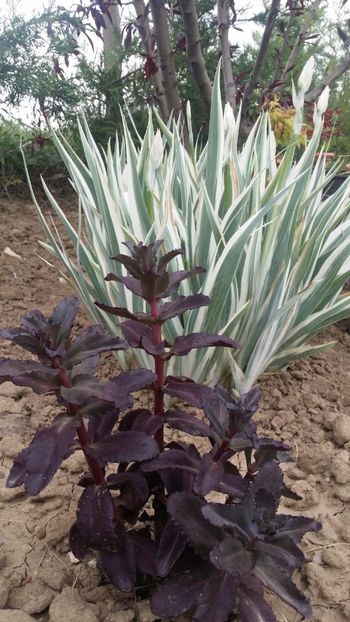  - curtea cu toate cele 2019