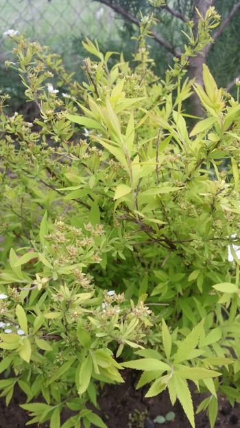  - curtea cu toate cele 2019