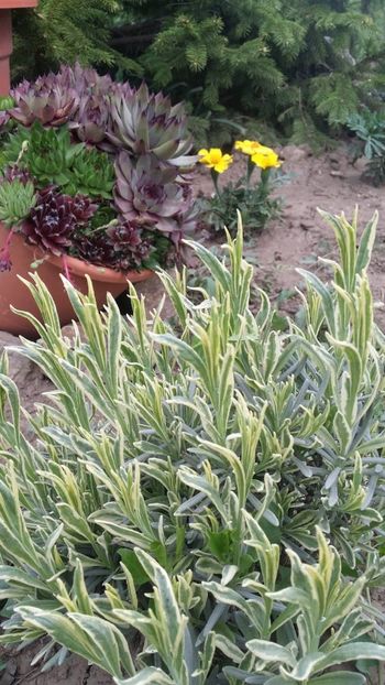  - curtea cu toate cele 2019