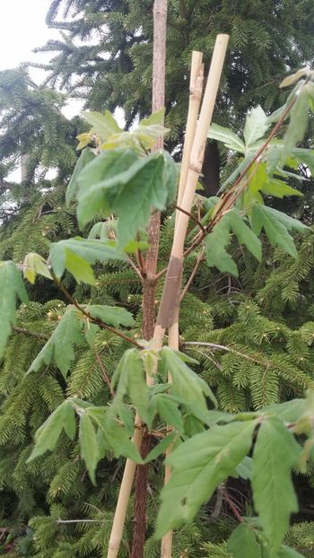 acer griseum - curtea cu toate cele 2019