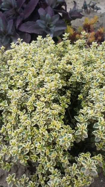 cimbrisor - curtea cu toate cele 2019