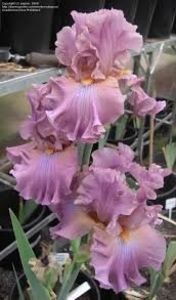 Eye for style - Irisi -dorinte 2020