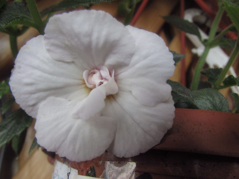 Icy Volga-primul inflorit - Achimenes 2019