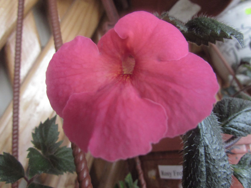 Mardy Gras - Achimenes 2019