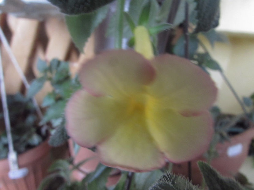 Amie Saliba - Achimenes 2019