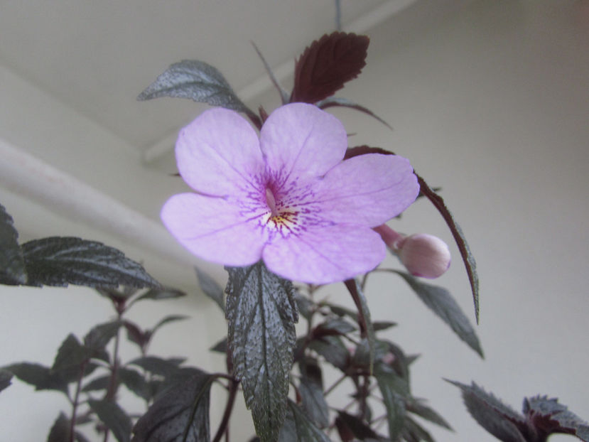 Dots - Achimenes 2019