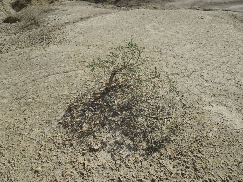  - Vulcanii noroiosi Berca Buzau 2019