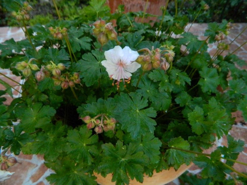 Geranium biokovo ? - 2019