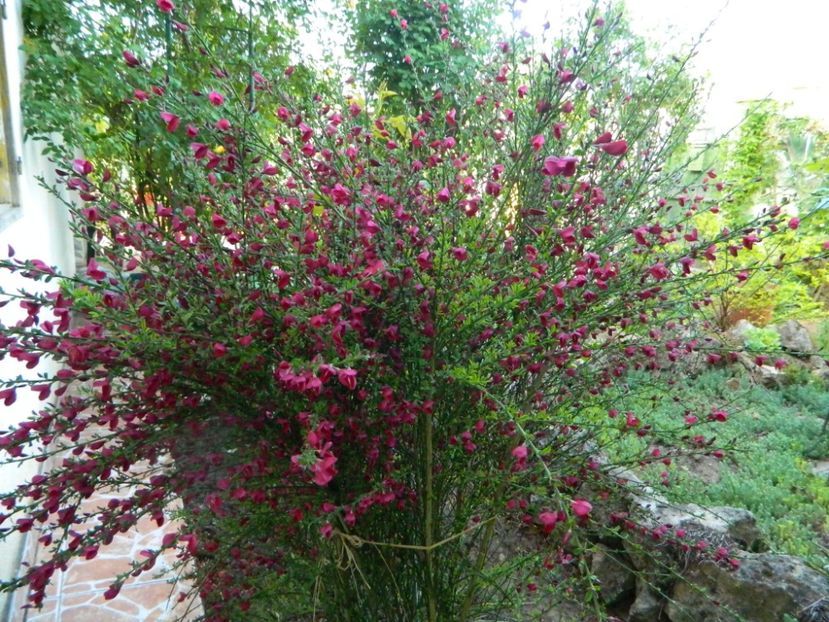Cytisus Boskoop ruby - 2019