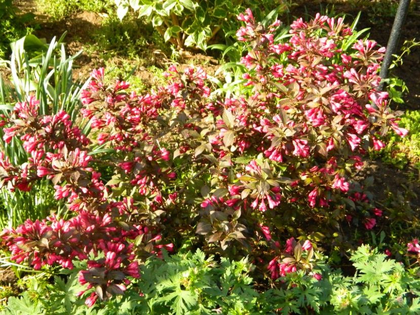 Weigela Alexandra - 2019