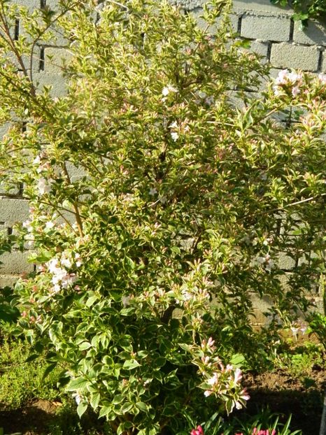 Weigela variegata - 2019