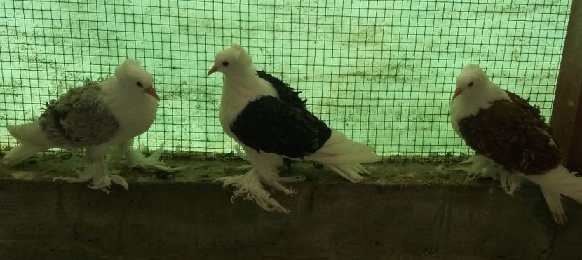 2019 - Creti Francezi capaciti