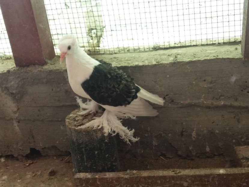 2019 - Creti Francezi capaciti