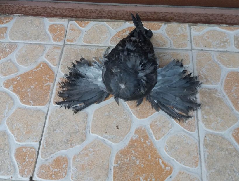 2019 - TOBOSARI DE BUHARA