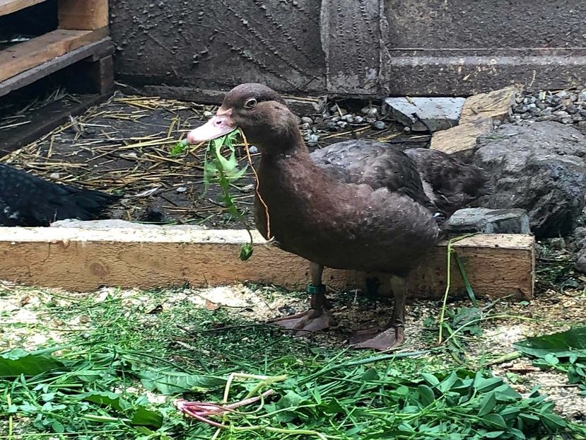 Warzenenten braun - Bomboane asortate 2019