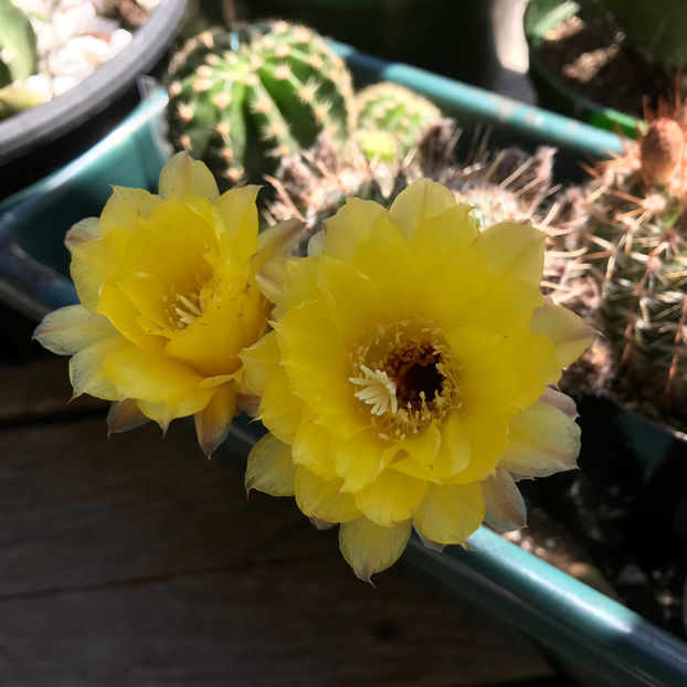  - Jurnalul gradinii 2019