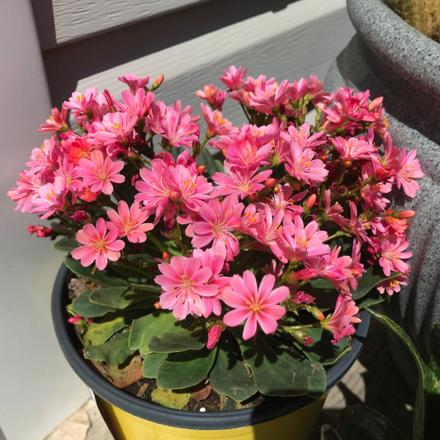  - Jurnalul gradinii 2019