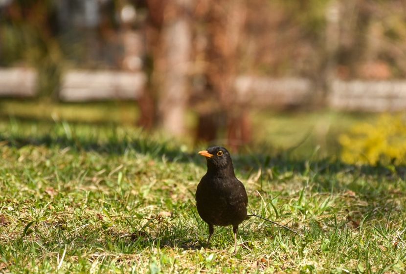  - 08 - Sinaia - Dichiu - Bolboci - Cheile Tătarului - aprilie 2019