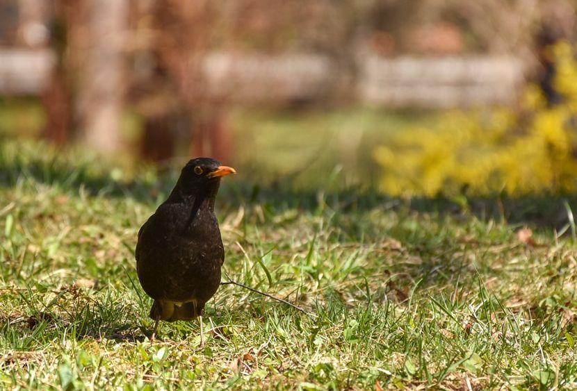  - 08 - Sinaia - Dichiu - Bolboci - Cheile Tătarului - aprilie 2019