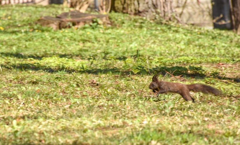  - 08 - Sinaia - Dichiu - Bolboci - Cheile Tătarului - aprilie 2019