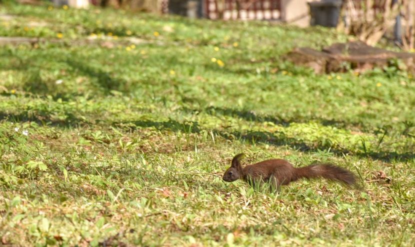  - 08 - Sinaia - Dichiu - Bolboci - Cheile Tătarului - aprilie 2019