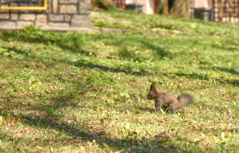  - 08 - Sinaia - Dichiu - Bolboci - Cheile Tătarului - aprilie 2019